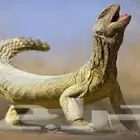 علاج الضبان