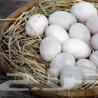 بيض بط بكيني سوبر جامبو مخصب