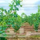 يوجد لدينا اشجار عنب كثيره للبيع