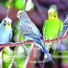 نتبني جميع انواع الطيور بمحمية كبيره وفندقه جميع الطيور