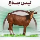 تيوس ذبائح بلدي