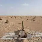 تركيب بيوت محمية وزراعة النخيل والخضروات والاشجار