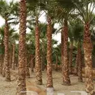 نخل وشنطني جميع المقاسات