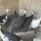 للبيع بالجمله