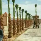 تنسيق الحدائق رياض