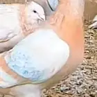 حمام زاجل كريمي واصفر واسود ورديوس
