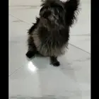 كلب مكس بارمينيز مع مالتيز
