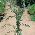 يوجد لديناء شجر الترمناليا وأشجار الزيتون وشجر الظل والأشجار