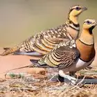قطاء عراقي ( نغاق)