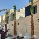 نخل واشنطنيا للبيع