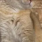 ذكر سكوتش فولد قولد للتزاوج
