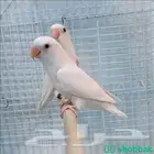 ببغاء روز أبيض منتج