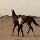 فرس شعبيه