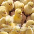 صيصان لاحم ابيض للبيع يوم واحد الحجز اولا على حسب طلب العميل