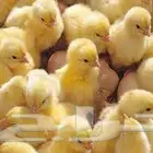 صوص دجاج