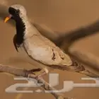 يمام مقنع للبيع الصحه شرط باذن الله تعالى