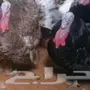 دجاج رومي بياض وديوك احجام كبيره