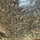 حب شمس حب شمسي صغير كبير روز كاسكو