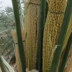 لدينا جميع اشغال النخيل تلقيح النخل تشويك تعديل النخل تكريب
