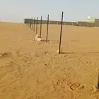 زيتو ن ونخل