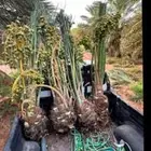 نخيل للبيع الطائف مكه جده