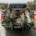 توريد نخيل