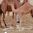 بكره اللبيع