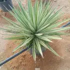 تنسيق حدائق