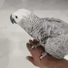 ببغاء كاسكو فرخ