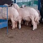 ضحايا حرية شامل السلخ والتوصيل