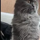 قطه