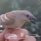 اجوز زيبرا