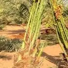 ابو محمد توريد نخيل مثمر وزينه وجميع المقاست متوفرة الدينا