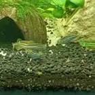 Aquarium fish