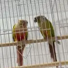 ذكر كنيور رد فاكتر محلل