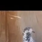انث علي ولا