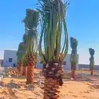نخل مثمر للبيع اخلاص سكري برحي نقايل جثايث منوعه نخيل واشنطن