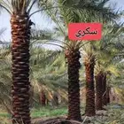 نقوم بقلع وغرس وتكريب وتنضيف وتوريد انواع انخيل الفاخره