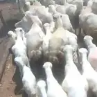 ضان قريب رفيدي الادب مفتوح كما تبغى