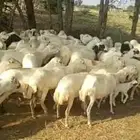 ضان مقاني العداد 50مولدات 10حبات ولباقي قرايب