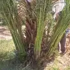 مقاول نخيل وشبوك مزارع