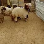 تم البيع