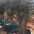 زيتون اشجار زيتون معمر