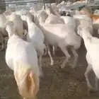 ضان قريب رفيدي اكبر جرم