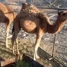 حاشي العمر 7شهور البيع