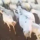 ضان قريب رفيدي