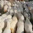 ضان رفيدي
