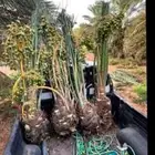 نعمل في مجال زارعه النخيل قلع غرس توريد وتركيب تحويض اتشويك