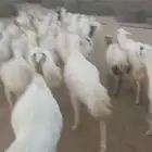 ضان قريب رفيدي