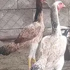 دجاج شامو ياباني